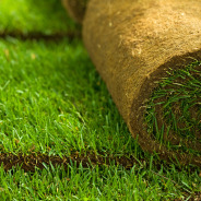 Gazon semănat sau rulou?