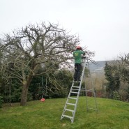 Întreținerea arborilor