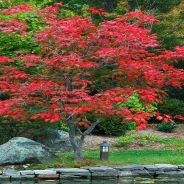 10 copăcei și arbuști decorativi