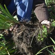 Sfaturi despre divizarea plantelor perene