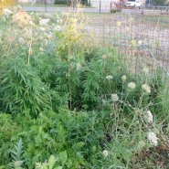 Scapă de buruieni în 4 pași simpli