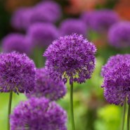 Află totul despre ceapa decorativă