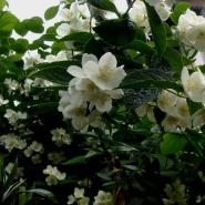 Cum se îngrijește iasomia