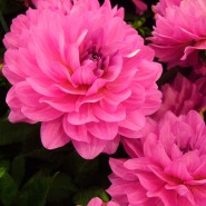 6 flori superbe de toamnă