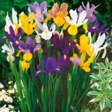 10 bulbi de plantat toamna