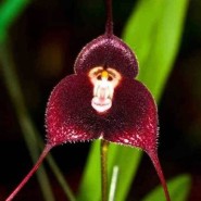 Cele mai neobișnuite specii de orhidee