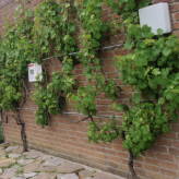 Plante cățărătoare ușor de întreținut