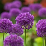 Află totul despre ceapa decorativă