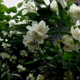 Cum se îngrijește iasomia