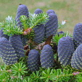 7 arbuști mereu verzi