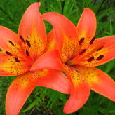 7 specii de crini pentru orice grădină