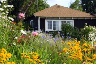 Creștere și îngrijire flori sălbatice