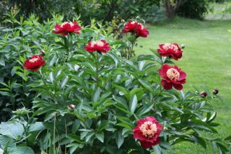 Plante rezistente pentru grădinari… leneși