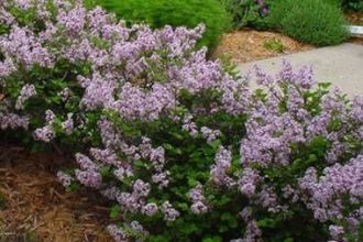 Când și cum se curăță liliacul?