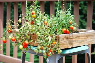 Legume în ghiveci – Sfaturi utile